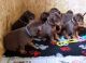Doberman Pinscher Puppies for sale in Longport, NJ 08403, USA. price: NA