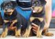 Doberman Pinscher Puppies for sale in Longport, NJ 08403, USA. price: NA