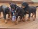 Doberman Pinscher Puppies for sale in FL-436, Casselberry, FL, USA. price: $300