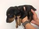 Doberman Pinscher Puppies for sale in Central Islip, NY, USA. price: NA