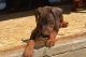 Doberman Pinscher Puppies for sale in El Segundo, CA 90245, USA. price: NA