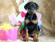 Doberman Pinscher Puppies for sale in San Jose, CA 95113, USA. price: NA