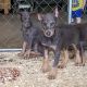 Doberman Pinscher Puppies for sale in North Judson, IN 46366, USA. price: NA