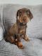 Doberman Pinscher Puppies for sale in New Castle, PA, USA. price: NA