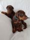Doberman Pinscher Puppies for sale in Delaware, OH 43015, USA. price: NA