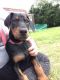 Doberman Pinscher Puppies for sale in Erie, PA, USA. price: NA
