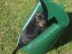 Doberman Pinscher Puppies for sale in Delaware, OH 43015, USA. price: NA