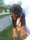 Doberman Pinscher Puppies for sale in Lockport, NY 14094, USA. price: NA