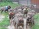 Doberman Pinscher Puppies for sale in Allen St, New York, NY 10002, USA. price: NA
