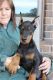 Doberman Pinscher Puppies for sale in Albany St, New York, NY, USA. price: NA