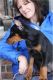 Doberman Pinscher Puppies for sale in Brooklyn, NY, USA. price: $250