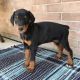 Doberman Pinscher Puppies for sale in Tinley Park, IL, USA. price: NA