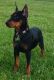 Doberman Pinscher Puppies for sale in 34 Hamilton St, Albany, NY 12207, USA. price: NA