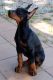 Doberman Pinscher Puppies for sale in Framingham Cir, Pflugerville, TX 78660, USA. price: NA