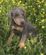 Doberman Pinscher Puppies for sale in Washington Ave, Nutley, NJ 07110, USA. price: NA