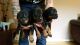 Doberman Pinscher Puppies for sale in Clifton, NJ, USA. price: NA