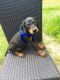Doberman Pinscher Puppies for sale in S First Colonial Rd, Virginia Beach, VA 23454, USA. price: NA