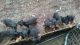 Doberman Pinscher Puppies for sale in Eufaula, AL, USA. price: $550