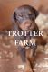 Doberman Pinscher Puppies for sale in Anderson, SC 29626, USA. price: NA