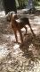 Doberman Pinscher Puppies for sale in Needville, TX 77461, USA. price: NA