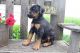 Doberman Pinscher Puppies for sale in Beverly Hills, CA 90210, USA. price: NA