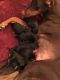 Doberman Pinscher Puppies for sale in Loganville, GA 30052, USA. price: $2,000