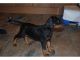 Doberman Pinscher Puppies for sale in Virginia Beach, VA, USA. price: NA