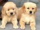 Doberman Pinscher Puppies for sale in Kolkata, West Bengal, India. price: 17500 INR