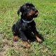 Doberman Pinscher Puppies for sale in Harrisburg, PA, USA. price: NA