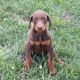 Doberman Pinscher Puppies for sale in Colorado St, Houston, TX 77007, USA. price: NA