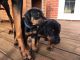 Doberman Pinscher Puppies for sale in Colorado St, Houston, TX 77007, USA. price: NA