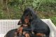 Doberman Pinscher Puppies for sale in Oakland, CA 94624, USA. price: NA