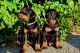 Doberman Pinscher Puppies for sale in Nashville, TN 37246, USA. price: NA