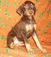 Doberman Pinscher Puppies for sale in Dover, DE, USA. price: $500