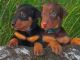 Doberman Pinscher Puppies for sale in San Francisco, CA, USA. price: NA