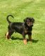 Doberman Pinscher Puppies for sale in Dublin, OH, USA. price: NA