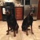 Doberman Pinscher Puppies for sale in Penn Ave, Pittsburgh, PA, USA. price: NA