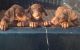 Doberman Pinscher Puppies for sale in Maysville, KY 41056, USA. price: $600