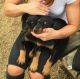 Doberman Pinscher Puppies for sale in Morgantown, WV 26508, USA. price: NA