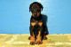 Doberman Pinscher Puppies for sale in Trenton, GA 30752, USA. price: NA
