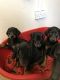 Doberman Pinscher Puppies for sale in Chicago Heights, IL, USA. price: NA