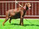 Doberman Pinscher Puppies for sale in London, KY, USA. price: NA