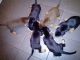 Doberman Pinscher Puppies for sale in 662 Fulton St, Brooklyn, NY 11207, USA. price: $400