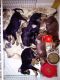 Doberman Pinscher Puppies for sale in 323 6th Ave, New York, NY 10014, USA. price: NA