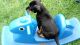 Doberman Pinscher Puppies for sale in 415 Greenwich St, New York, NY 10013, USA. price: $350