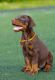 Doberman Pinscher Puppies for sale in Miami Gardens, FL 33056, USA. price: NA