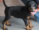 Doberman Pinscher Puppies for sale in San Francisco, CA 94133, USA. price: NA