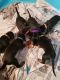 Doberman Pinscher Puppies for sale in San Antonio, TX 78224, USA. price: NA
