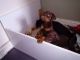 Doberman Pinscher Puppies for sale in 803 South Carolina Ave SE, Washington, DC 20003, USA. price: NA