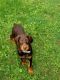 Doberman Pinscher Puppies for sale in Buffalo, NY, USA. price: NA